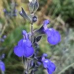 Salvia chamaedryoides Цвят