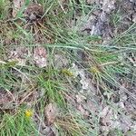 Carex distans Virág