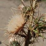 Ptilostemon casabonae Fruit