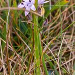 Prospero autumnale Blomst