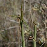 Ceropegia dichotoma Other