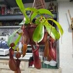 Nepenthes spp. Leaf