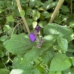 Strobilanthes attenuata Kukka