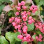 Berberis aggregata Fruit