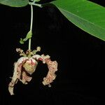 Monodora myristica Flower