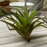 Tillandsia utriculata Fulla