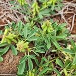 Crotalaria pycnostachya Ffrwyth