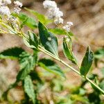 Lepidium latifolium Otro