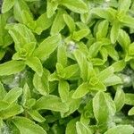 Mentha pulegium Leaf