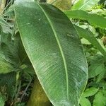 Heliconia pendula Hoja
