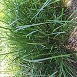 Lomandra longifolia Hoja