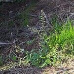 Capsella bursa-pastoris Habit