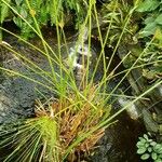 Cyperus papyrus عادت داشتن