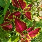 Coleus scutellarioides Folha