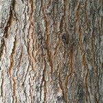 Sophora japonica Bark