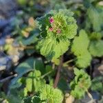 Lamium amplexicaule Hábito