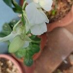 Dendrobium bigibbum Fleur