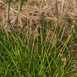 Carex ericetorum Habit