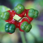 Clerodendrum buchananii Fruto