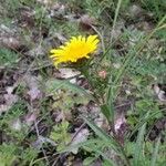 Inula ensifolia Hoja