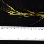 Themeda caudata Outro