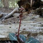 Pyrola picta Habit