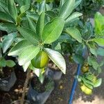 Citrus japonica Folio