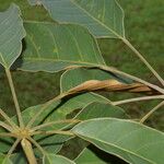 Schefflera morototoni Folla