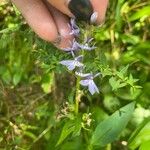 Lobelia spicata Flor