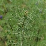 Artemisia alba Folla