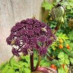 Angelica gigas Flower