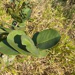 Annona coriacea