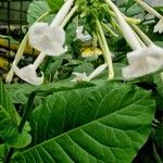 Nicotiana sylvestris Blomma