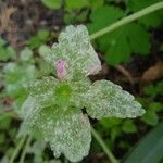 Teucrium scordium 花