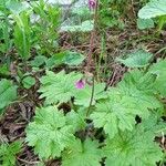 Primula matthioli Flower