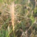 Aristida congesta Habit