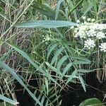 Sium latifolium Blad