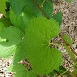 Vitis californica برگ