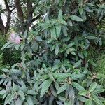 Viburnum rhytidophyllum Staniste