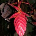 Heliconia pogonantha Kvet