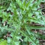 Cirsium acaule Pokrój