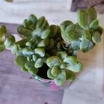 Sedum clavatum Lapas