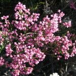 Erica corifolia Hoja