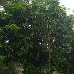 Saraca indica 整株植物