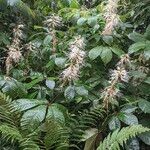 Aesculus parviflora Blomst
