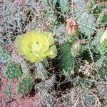 Opuntia polyacantha Flor