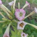 Nicotiana tabacumKvet