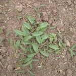 Ipomoea blepharophylla Leaf