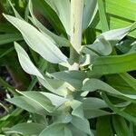 Fritillaria persica Blad