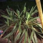 Yucca filamentosa Blatt